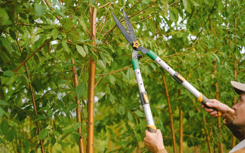 Tree trimming in Fort Totten, ND
