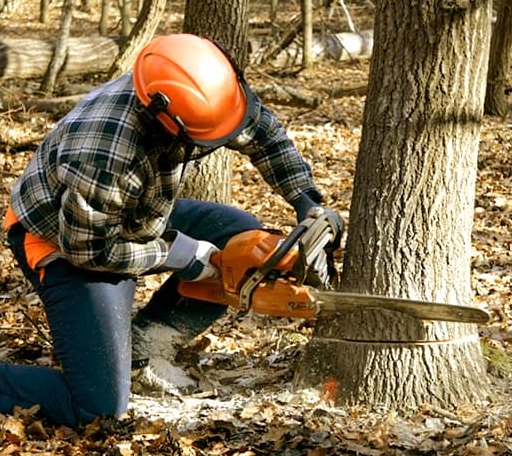 Tree Removal in Fort Totten, ND